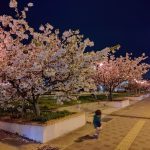 宇野港の夜桜