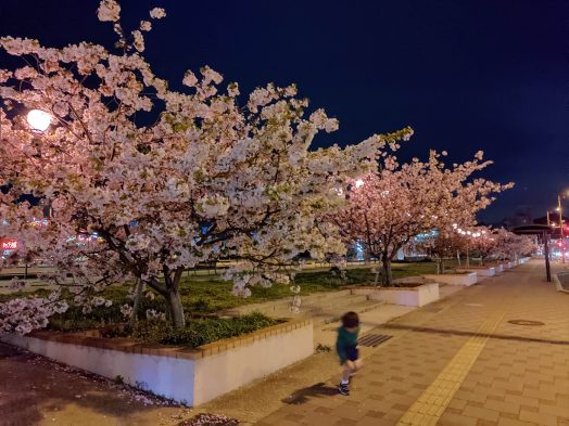 宇野港の夜桜